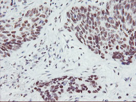 SENP2 Antibody in Immunohistochemistry (Paraffin) (IHC (P))