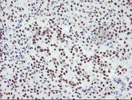 SENP2 Antibody in Immunohistochemistry (Paraffin) (IHC (P))