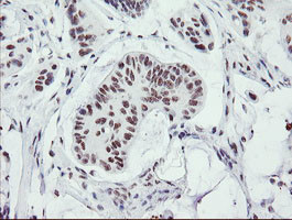 SENP2 Antibody in Immunohistochemistry (Paraffin) (IHC (P))