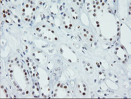 SENP2 Antibody in Immunohistochemistry (Paraffin) (IHC (P))