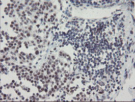 SENP2 Antibody in Immunohistochemistry (Paraffin) (IHC (P))