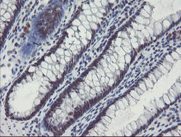 SENP2 Antibody in Immunohistochemistry (Paraffin) (IHC (P))