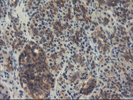 SENP2 Antibody in Immunohistochemistry (Paraffin) (IHC (P))