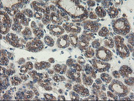 SENP2 Antibody in Immunohistochemistry (Paraffin) (IHC (P))