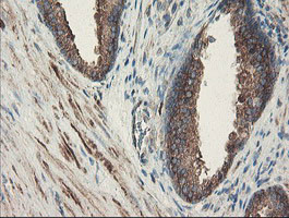 SENP2 Antibody in Immunohistochemistry (Paraffin) (IHC (P))