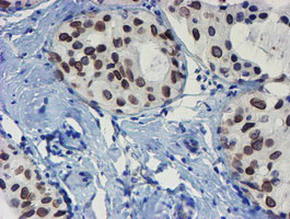 SENP2 Antibody in Immunohistochemistry (Paraffin) (IHC (P))