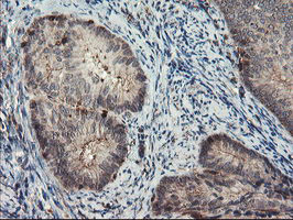 SENP2 Antibody in Immunohistochemistry (Paraffin) (IHC (P))