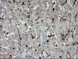 SENP2 Antibody in Immunohistochemistry (Paraffin) (IHC (P))