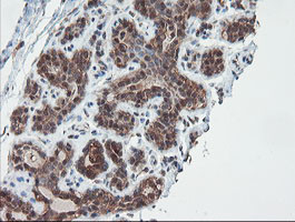 SENP2 Antibody in Immunohistochemistry (Paraffin) (IHC (P))