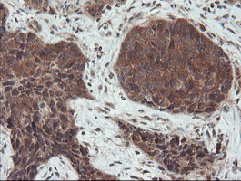 SENP2 Antibody in Immunohistochemistry (Paraffin) (IHC (P))