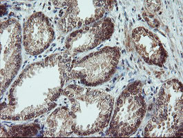 SENP2 Antibody in Immunohistochemistry (Paraffin) (IHC (P))