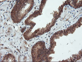 SENP2 Antibody in Immunohistochemistry (Paraffin) (IHC (P))