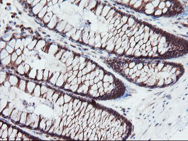 SENP2 Antibody in Immunohistochemistry (Paraffin) (IHC (P))