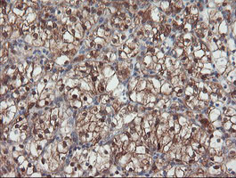 SENP2 Antibody in Immunohistochemistry (Paraffin) (IHC (P))