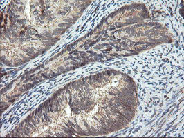 SENP2 Antibody in Immunohistochemistry (Paraffin) (IHC (P))