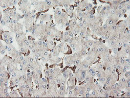 SENP2 Antibody in Immunohistochemistry (Paraffin) (IHC (P))