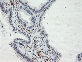 SENP2 Antibody in Immunohistochemistry (Paraffin) (IHC (P))