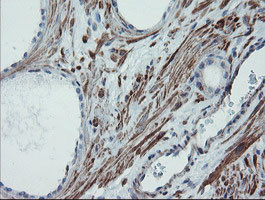 SENP2 Antibody in Immunohistochemistry (Paraffin) (IHC (P))