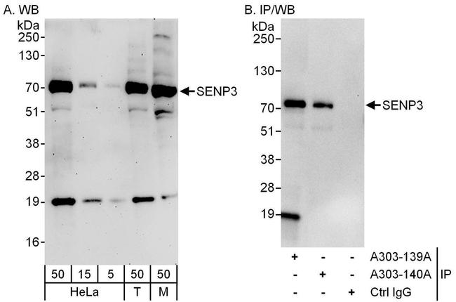 SENP3 Antibody in Western Blot (WB)