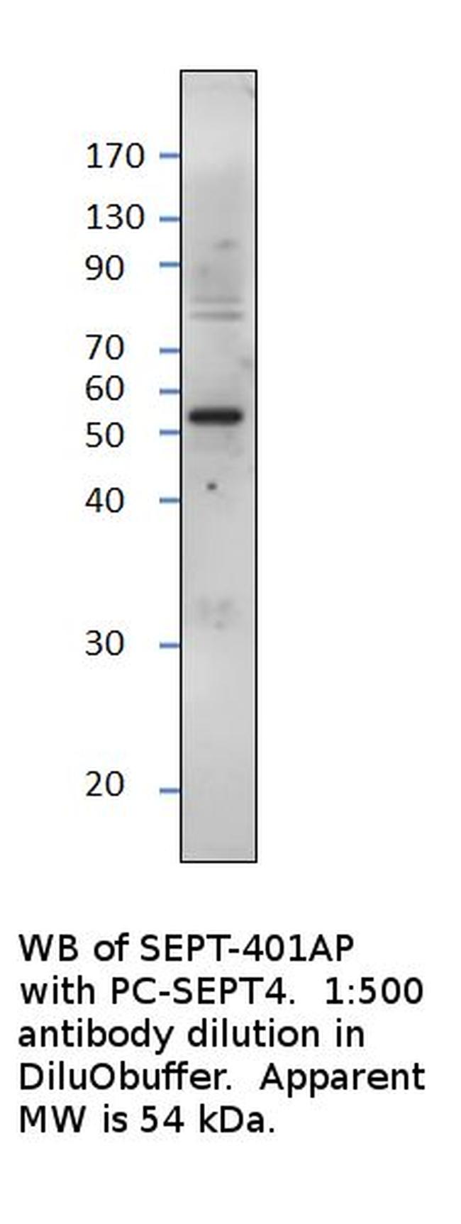 ARTS Antibody in Western Blot (WB)