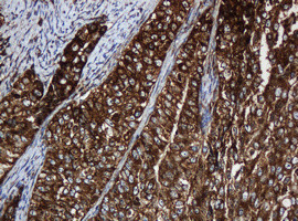 SERBP1 Antibody in Immunohistochemistry (Paraffin) (IHC (P))