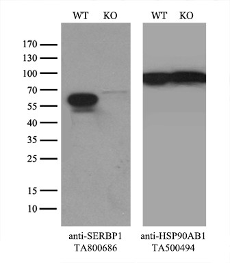 SERBP1 Antibody