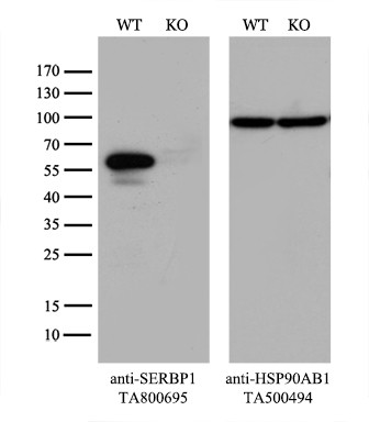 SERBP1 Antibody