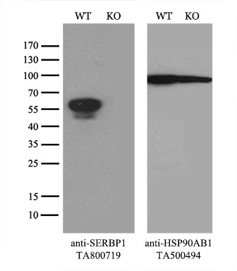 SERBP1 Antibody