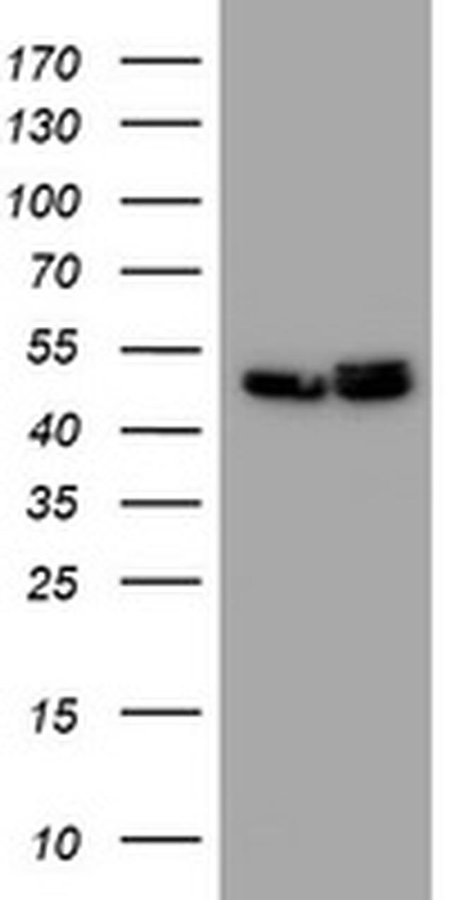 SERBP1 Antibody in Western Blot (WB)