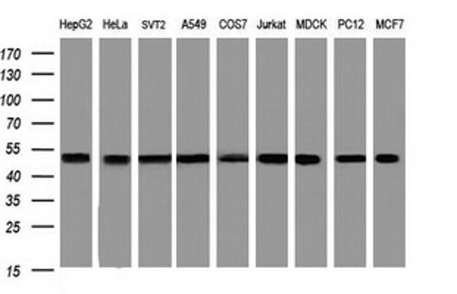 SERBP1 Antibody in Western Blot (WB)