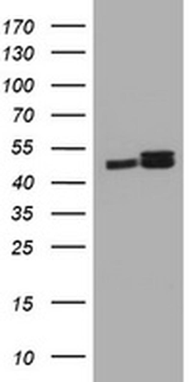 SERBP1 Antibody in Western Blot (WB)