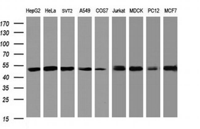 SERBP1 Antibody in Western Blot (WB)