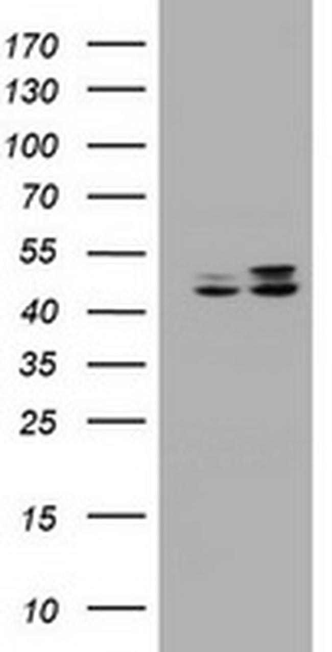 SERBP1 Antibody in Western Blot (WB)