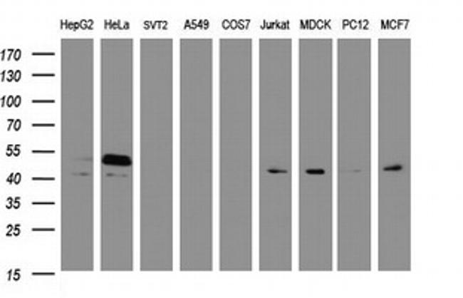 SERBP1 Antibody in Western Blot (WB)