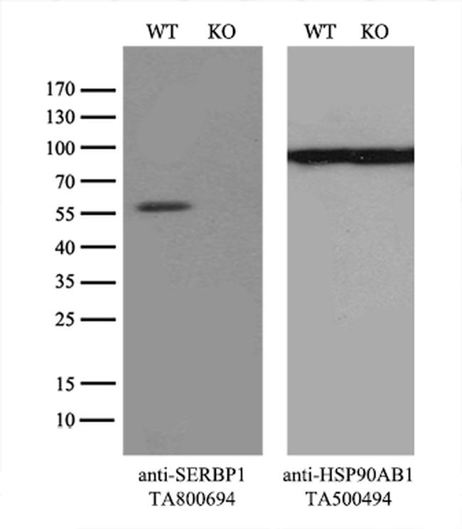 SERBP1 Antibody in Western Blot (WB)