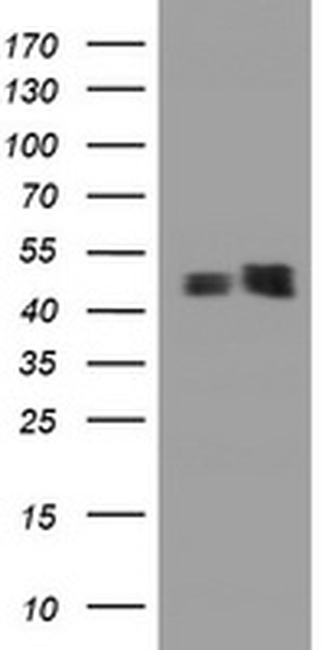 SERBP1 Antibody in Western Blot (WB)