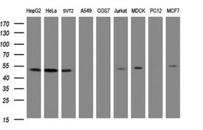 SERBP1 Antibody in Western Blot (WB)