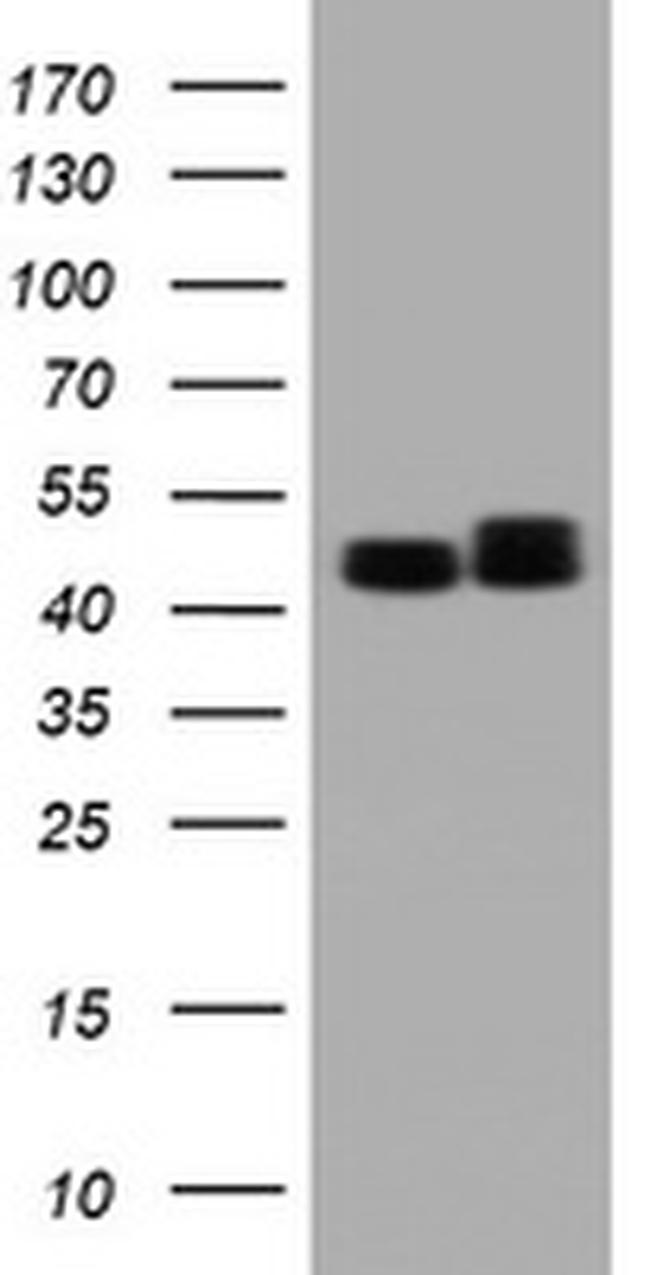 SERBP1 Antibody in Western Blot (WB)