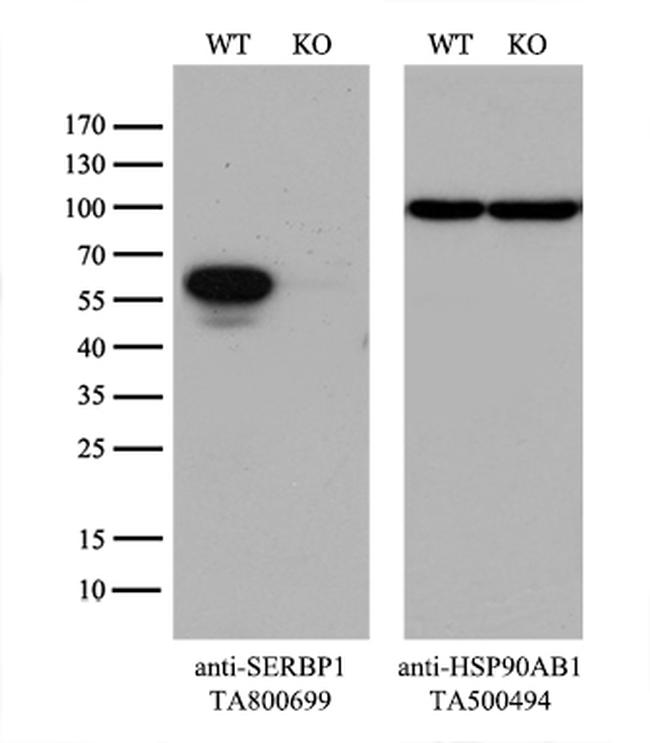 SERBP1 Antibody in Western Blot (WB)