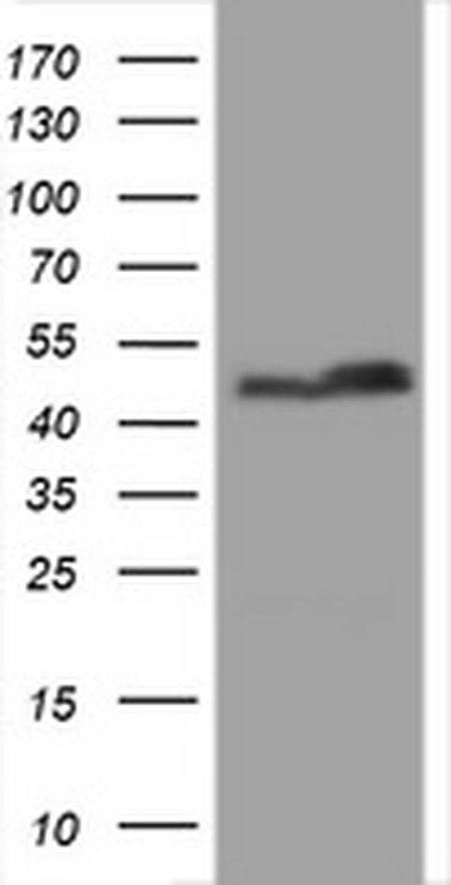 SERBP1 Antibody in Western Blot (WB)