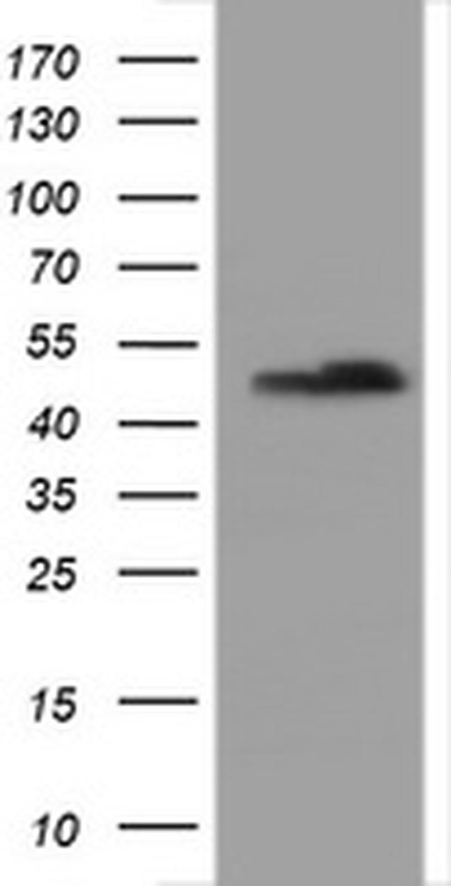 SERBP1 Antibody in Western Blot (WB)