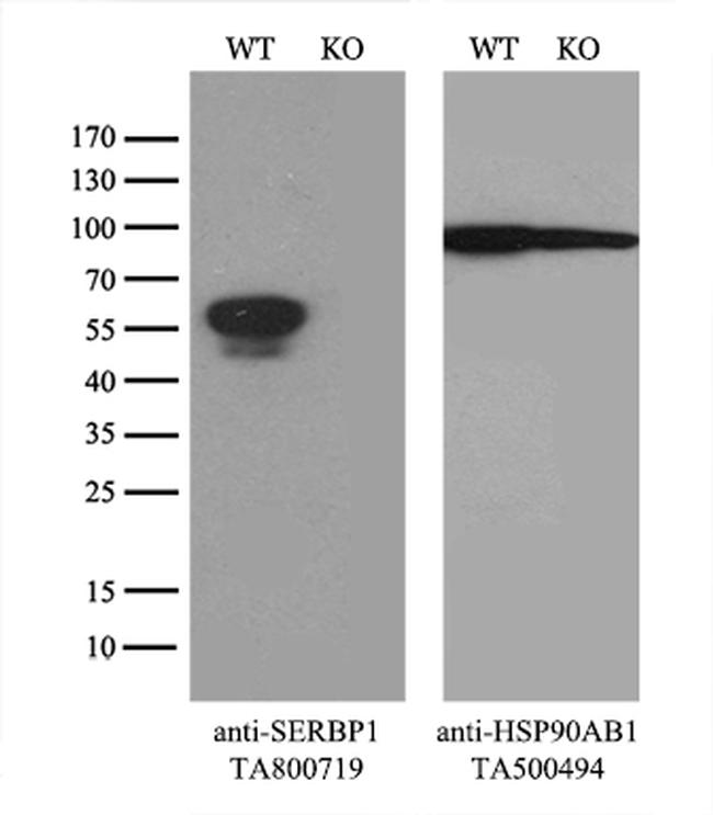 SERBP1 Antibody in Western Blot (WB)