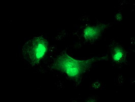 SERPINA5 Antibody in Immunocytochemistry (ICC/IF)