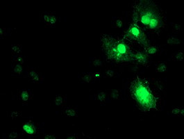 SERPINA5 Antibody in Immunocytochemistry (ICC/IF)