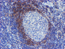 SERPINA5 Antibody in Immunohistochemistry (Paraffin) (IHC (P))