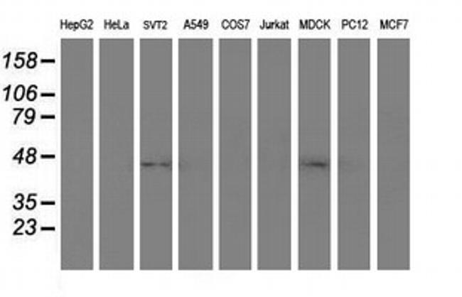 SERPINA5 Antibody in Western Blot (WB)