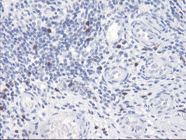 SERPINB2 Antibody in Immunohistochemistry (Paraffin) (IHC (P))