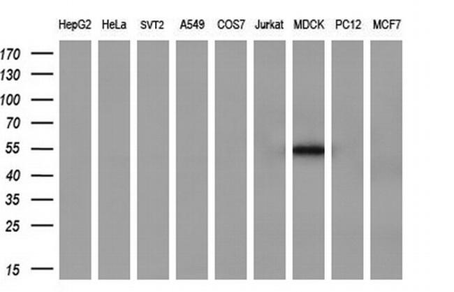 SERPINB2 Antibody in Western Blot (WB)