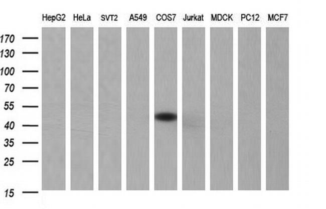 SERPINB3 Antibody in Western Blot (WB)