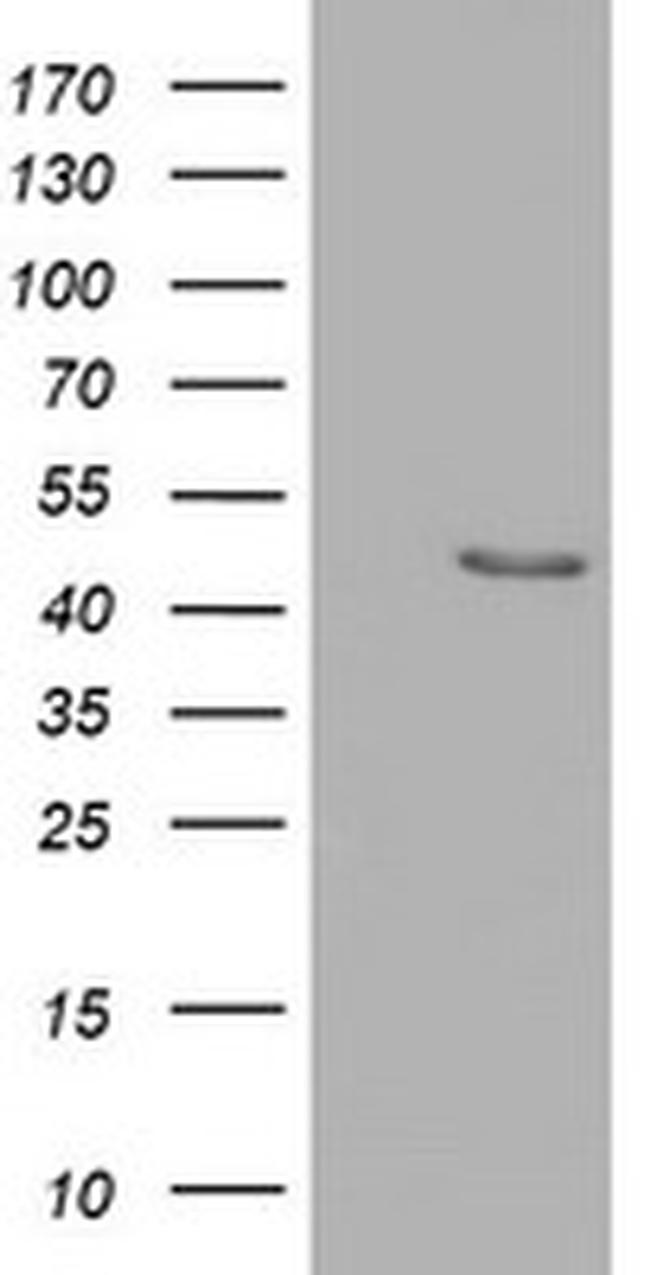 SERPINB4 Antibody in Western Blot (WB)